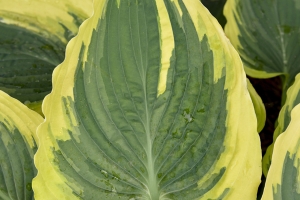 Trendsetter, Hosta